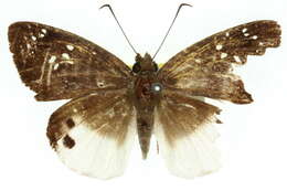 Image of Tagiades japetus Stoll 1782