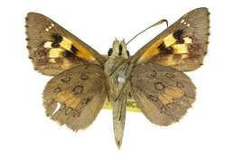 Image of Trapezites phigalia Hewitson 1868