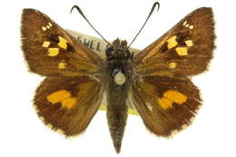 Image of Trapezites phigalia Hewitson 1868