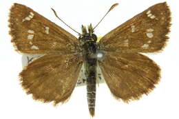 Image of Anisynta cynone Hewitson 1874