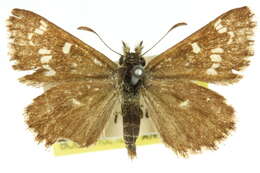Image of Anisynta cynone Hewitson 1874