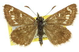 Image of Anisynta cynone Hewitson 1874