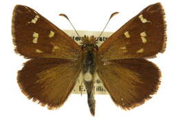 Image of Anisynta sphenosema Meyrick & Lower 1902