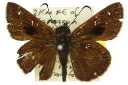 Image of Signeta tymbophora Meyrick & Lower 1902