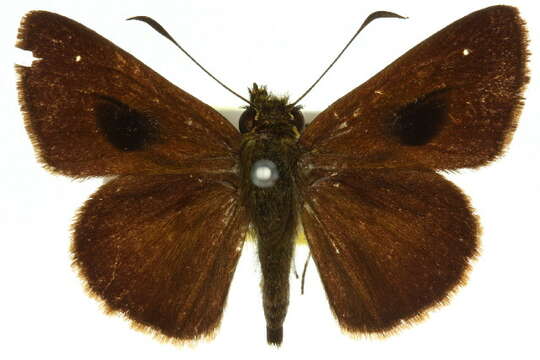 Image of Signeta tymbophora Meyrick & Lower 1902