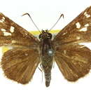 Image of Neohesperilla croceus Miskin 1889