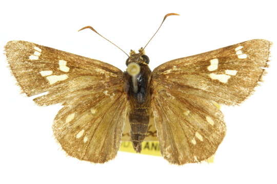 Image de Neohesperilla senta Miskin 1891