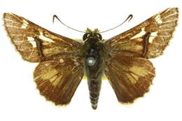 Image of Neohesperilla xanthomera Meyrick & Lower 1902