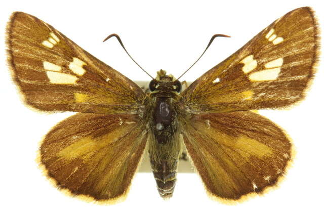 Image of Neohesperilla xanthomera Meyrick & Lower 1902