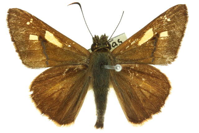 Image of Hesperilla idothea Miskin 1889