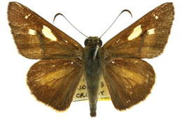 Image of Hesperilla idothea Miskin 1889