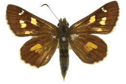 Image of Hesperilla donnysa Hewitson 1868