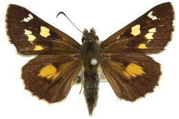 Image of Hesperilla donnysa Hewitson 1868