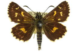 Image of Oreisplanus munionga Olliff 1889