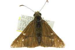 Image of <i>Motasingha trimaculata</i>