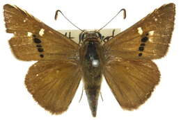 Image of Motasingha dirphia Hewitson 1868