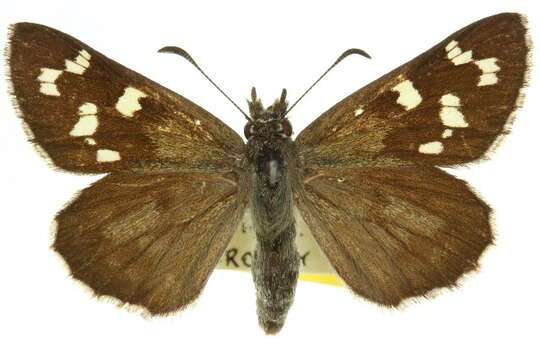 Image of <i>Antipodia atralba</i>