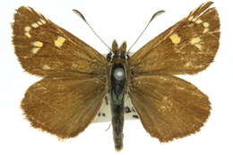 Image of <i>Herimosa albovenata</i>