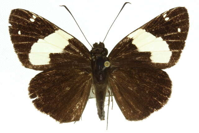 Image of Notocrypta waigensis Plötz 1882