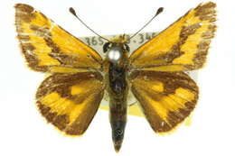 Image of Taractrocera anisomorpha Lower 1911