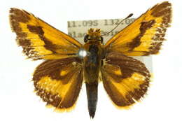 Image of Taractrocera anisomorpha Lower 1911