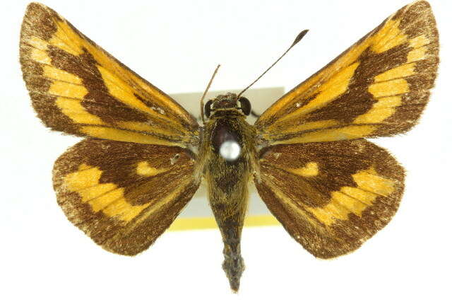 Image of Taractrocera anisomorpha Lower 1911