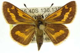 Image of Taractrocera ina Waterhouse 1932