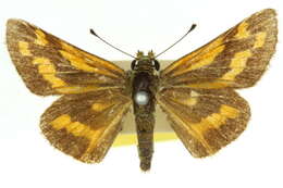 Image of Taractrocera ina Waterhouse 1932