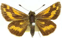 Image of Taractrocera ina Waterhouse 1932