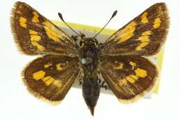 Image of Taractrocera dolon Plötz 1884