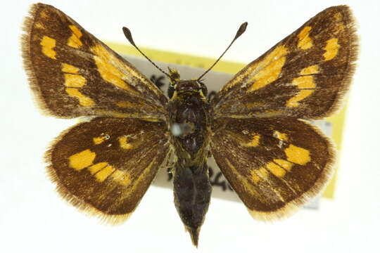 Image of River-sand Grass-dart