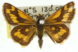 Image of Taractrocera dolon Plötz 1884