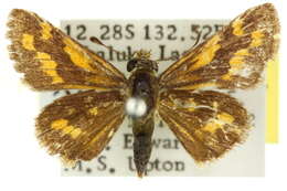 Image of Taractrocera dolon Plötz 1884