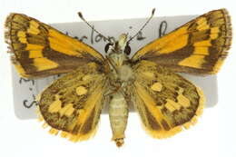 Image of Taractrocera ilia Waterhouse 1932