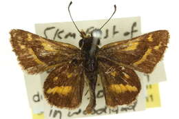 Image of Taractrocera papyria Boisduval 1832