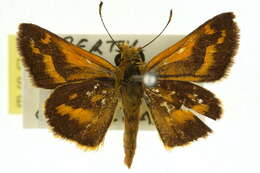 Image of Taractrocera papyria Boisduval 1832