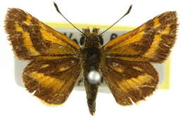 Image of Taractrocera papyria Boisduval 1832