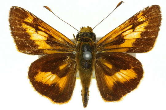 Image of August Dart