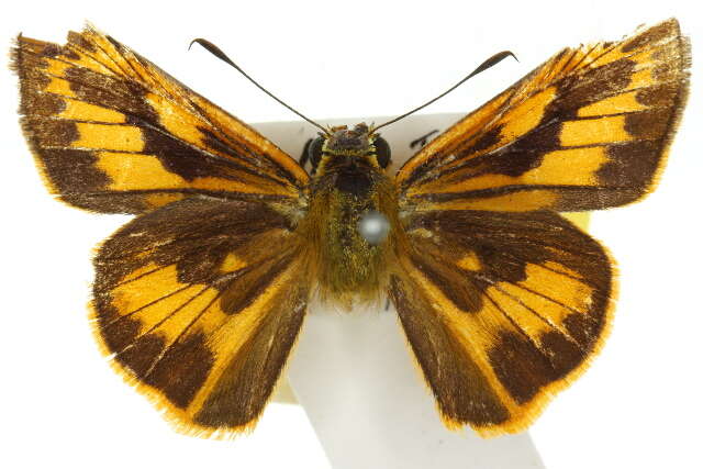 Telicota augias Linnaeus 1763 resmi