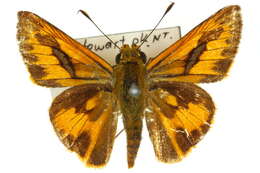 Image of Telicota augias Linnaeus 1763