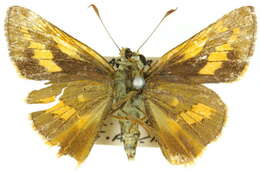 Image of Dark Palm Dart