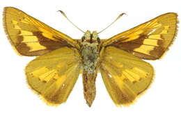 Image of Dark Palm Dart