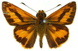 Image of Telicota mesoptis Lower 1911