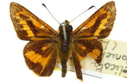 Image of Telicota brachydesma Lower 1908