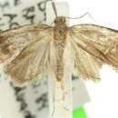 Image of Syllomatia pertinax Meyrick 1910