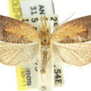 Imagem de Syllomatia xythopterana Meyrick 1881