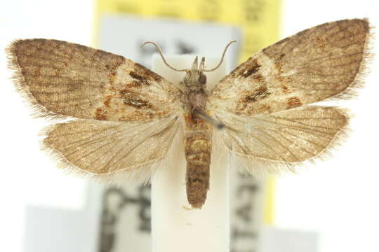 Image of Paranepsia