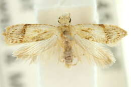 Image of Diactenis tryphera Common 1965