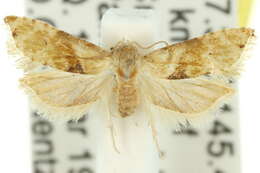 Image de <i>Eupoecilia acrographa</i>