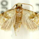 Image of Gynnidomorpha mesoxutha Turner 1916